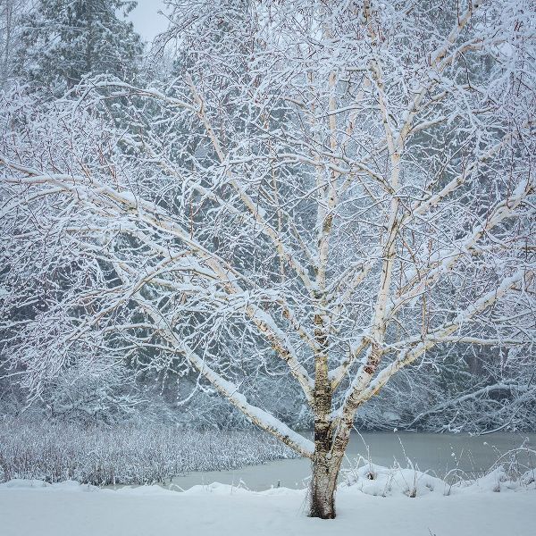 Washington State-Seabeck Snow-covered birch tree